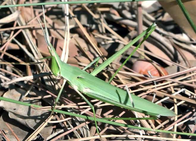 ショウリョウバッタ